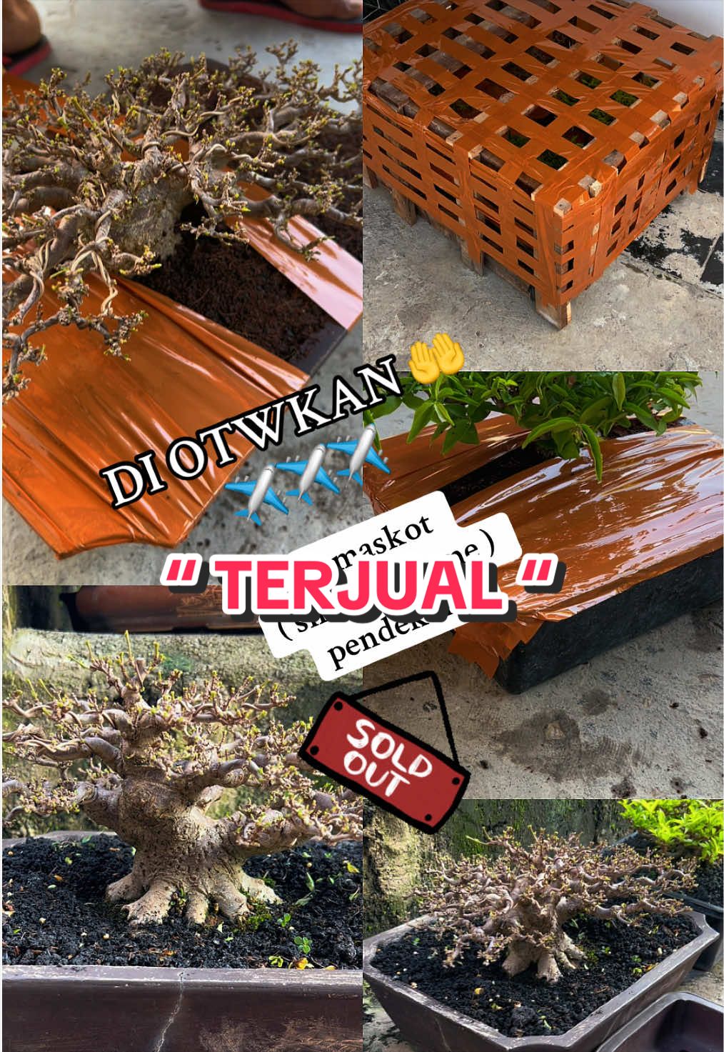 @warbonsai_purwodadi