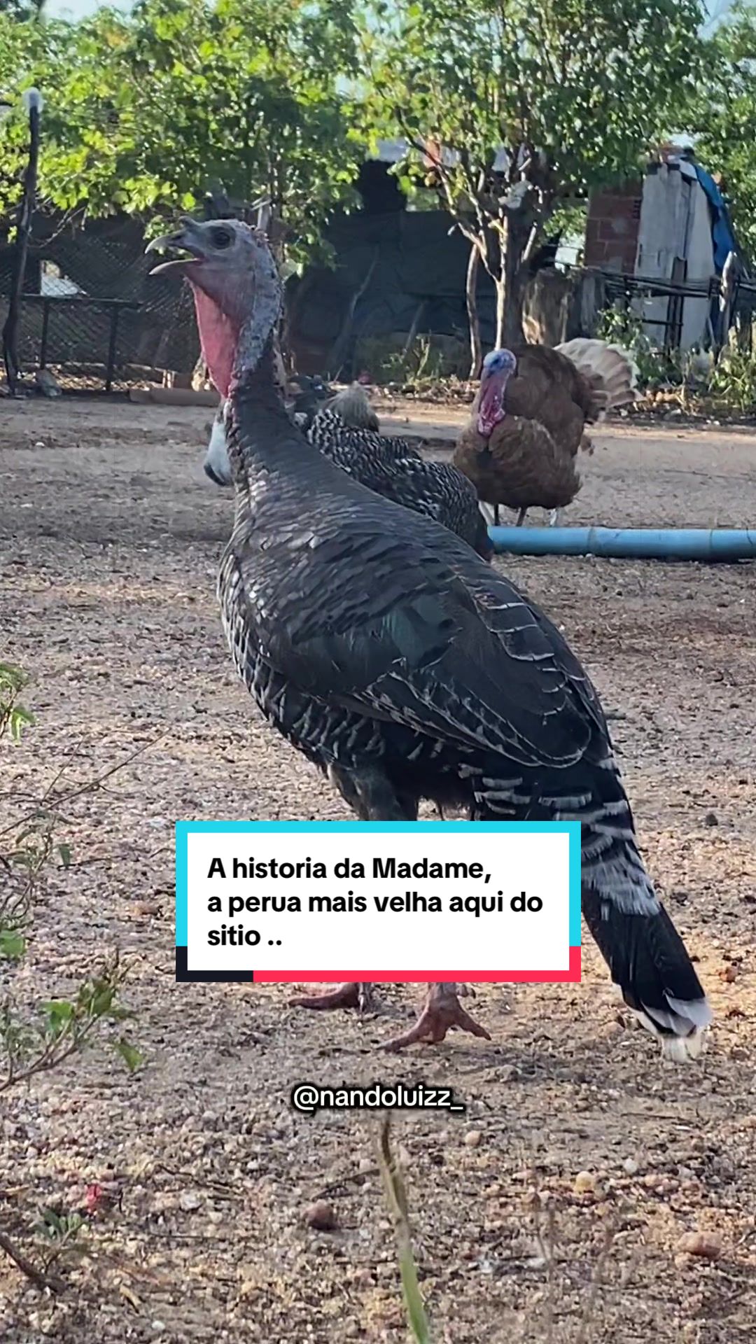 @Fernando Luiz