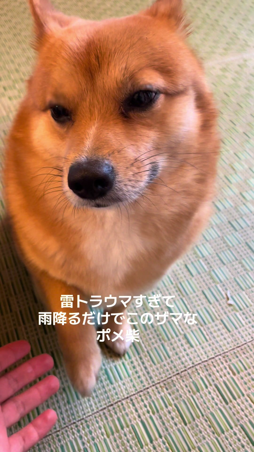 @ポメ柴もなか(もちゃ)୭
