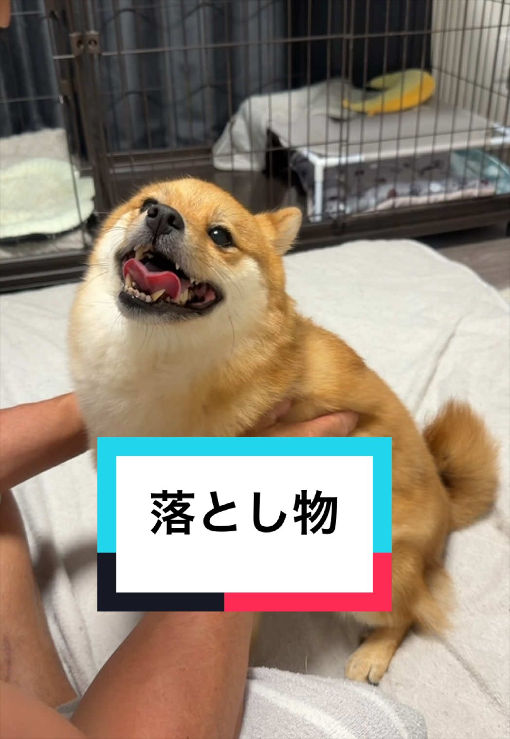 @🐶とん&ぺっぺこぺー🦊