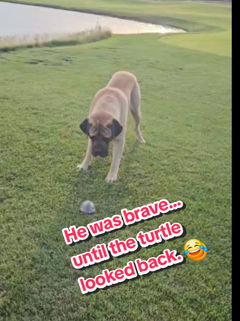 @Maple Mastiffs