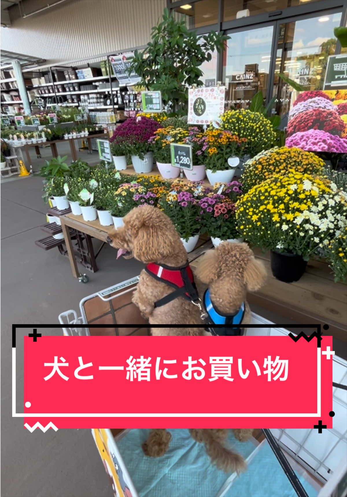 @カンキツ