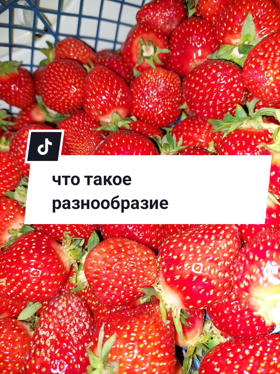@Рыся✔️🇧🇾