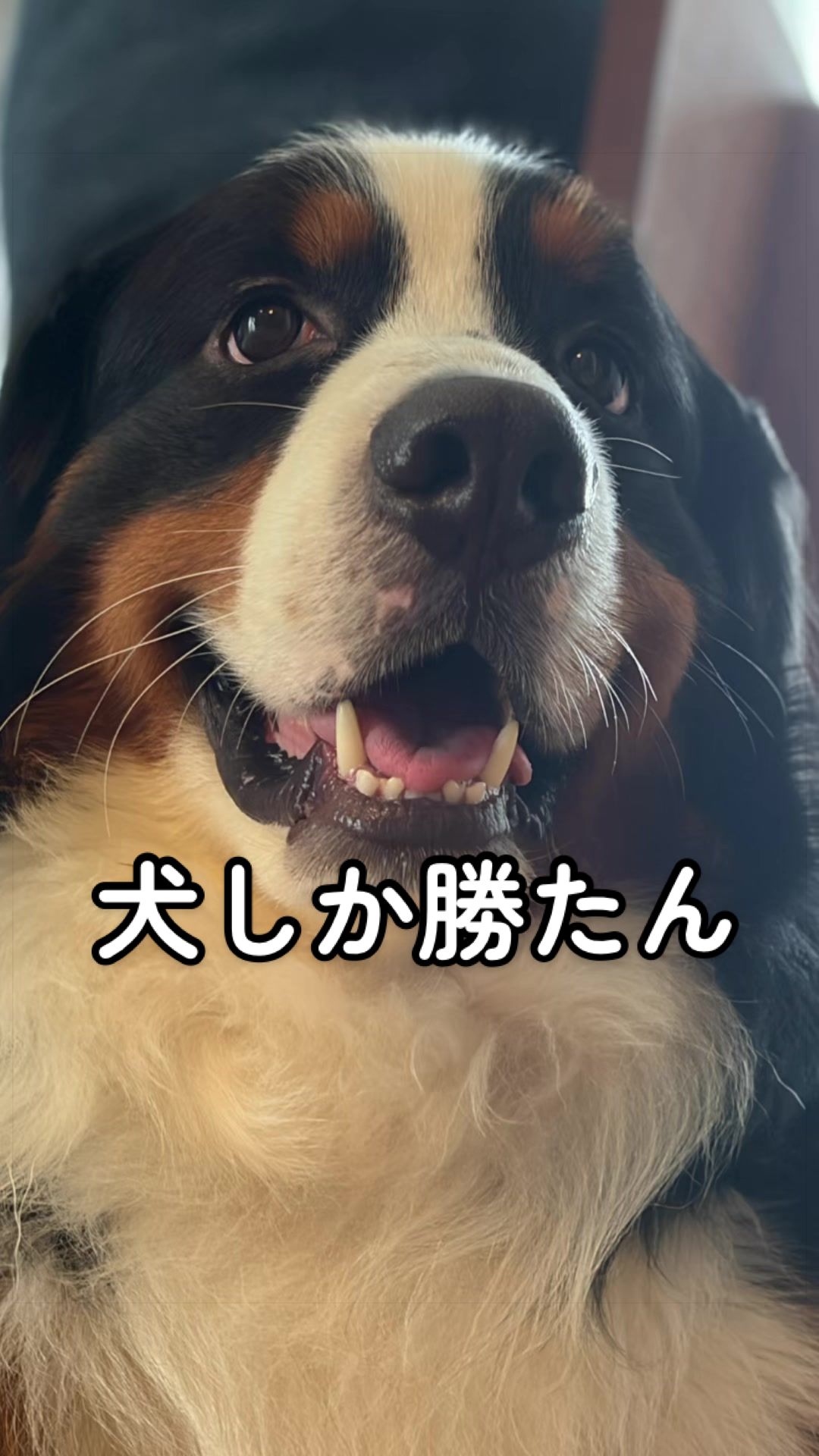 @å¯å£«å±±ð¶ð»ããŒããŒãºããŠã³ãã³ããã° - Fujisan