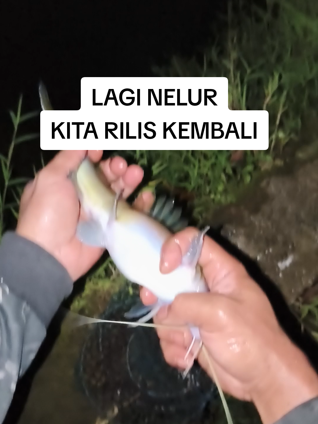 @Ketapel indonesia17