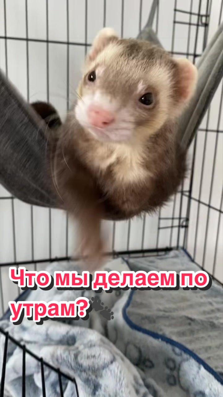 @F_u_r_e_t🐾✨🤍