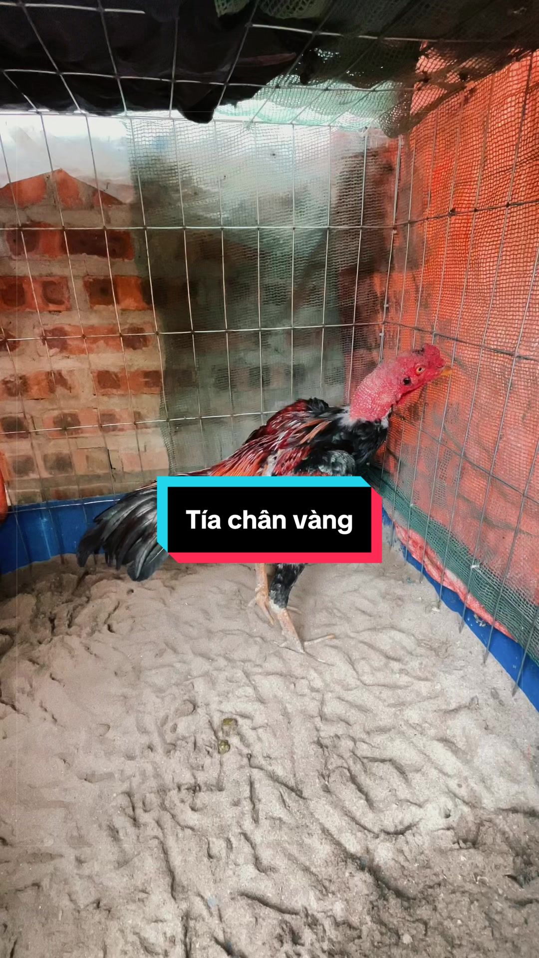 @Sinh gà Cỏ