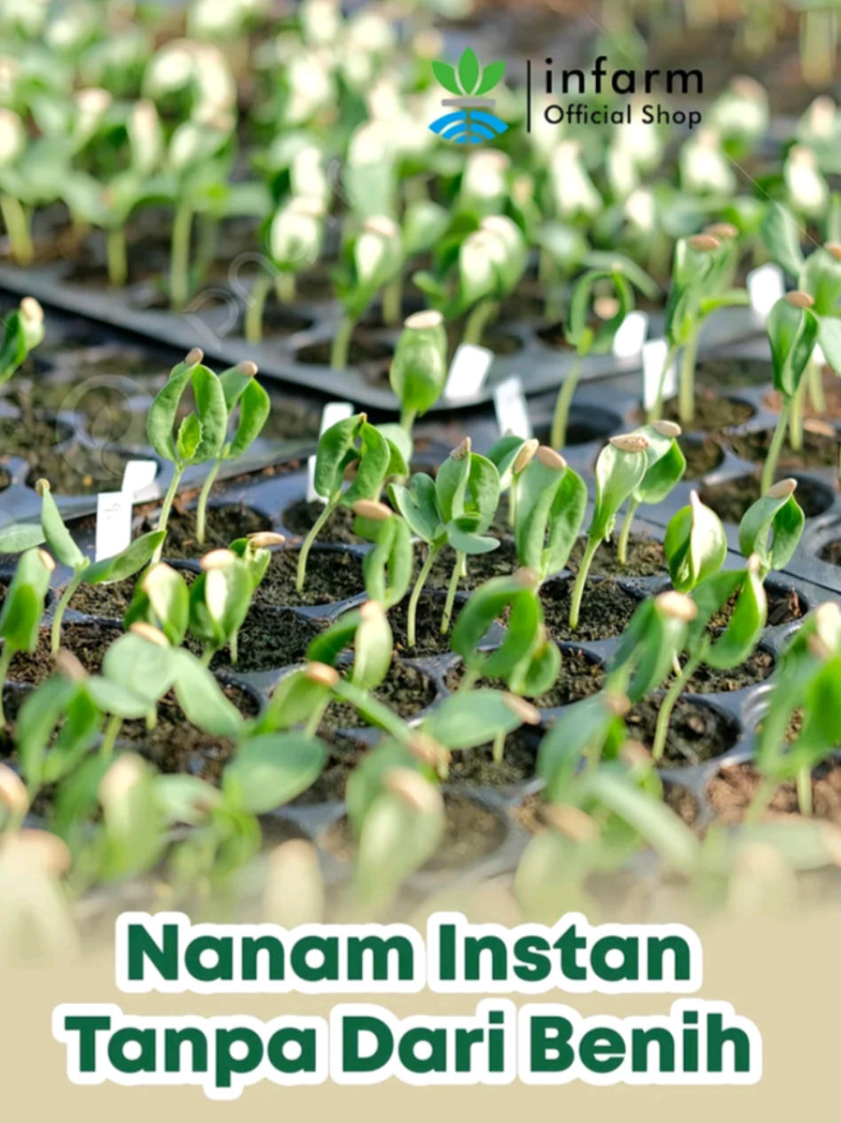 @Berkebun Berkah