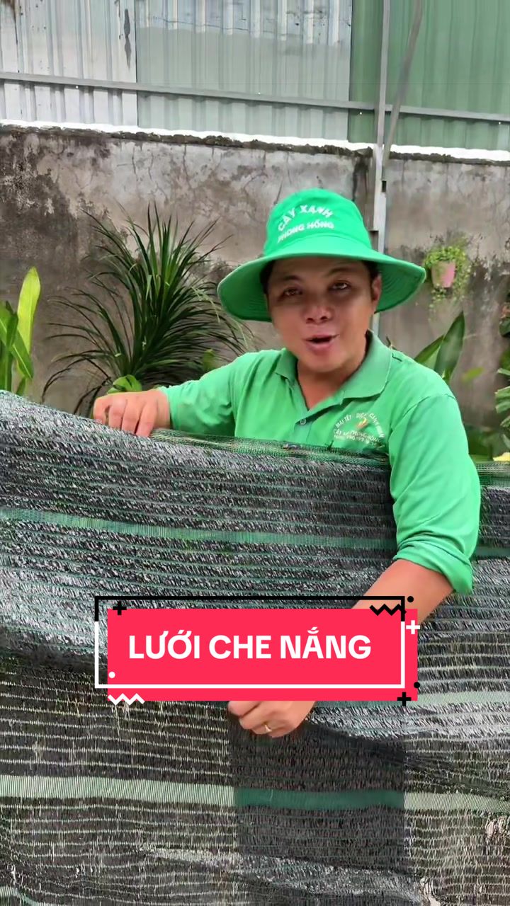 @Cây Xanh Phong Hồng