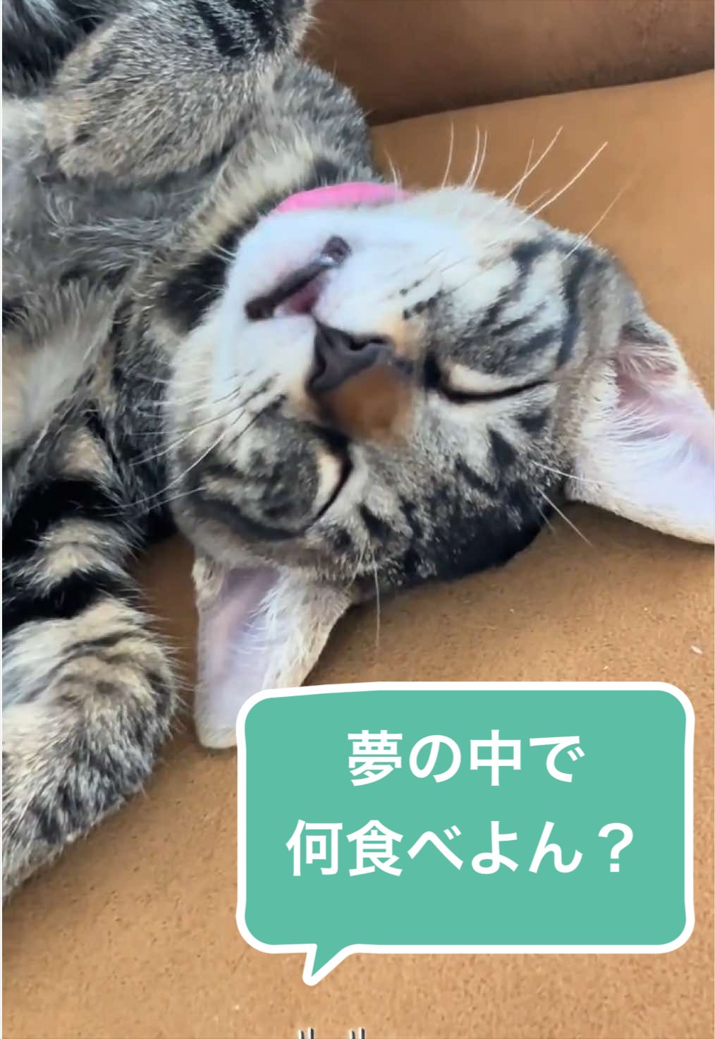 @ねこまみれ