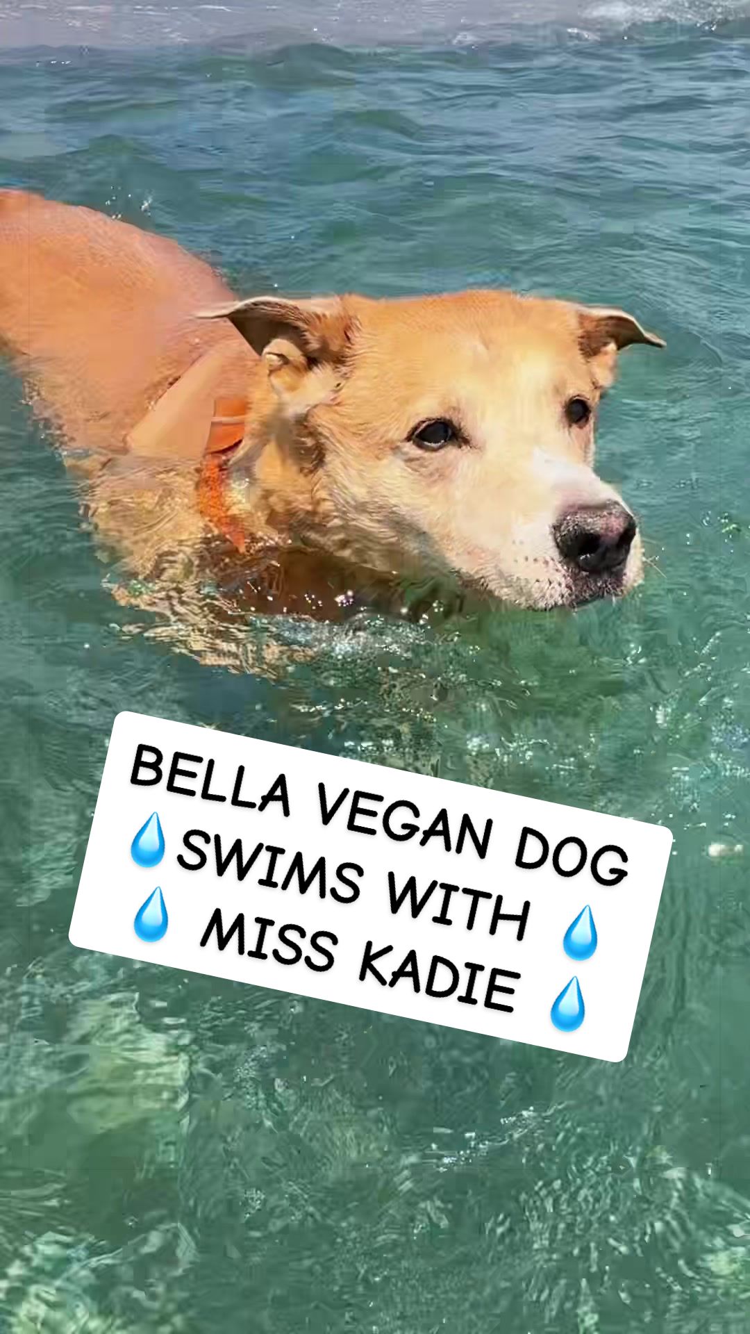 @That Vegan Teacher Miss Kadie
