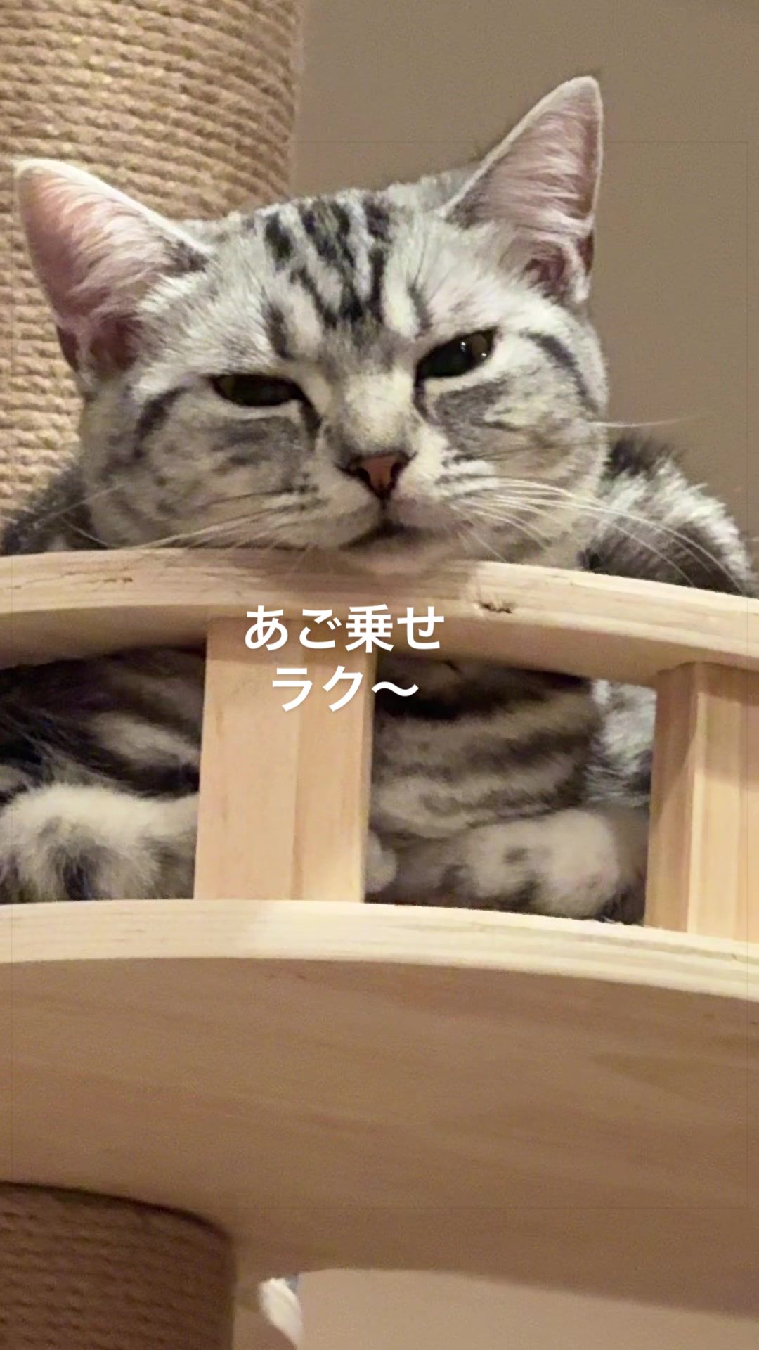 @パンダコンダ