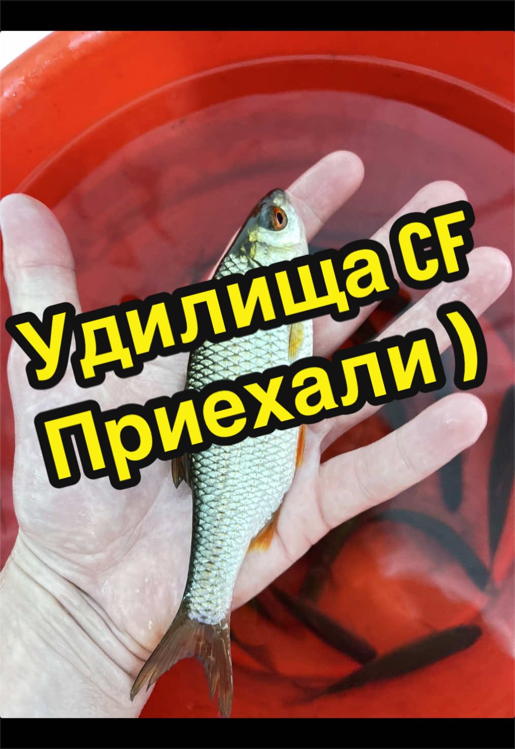 @rybalkashop