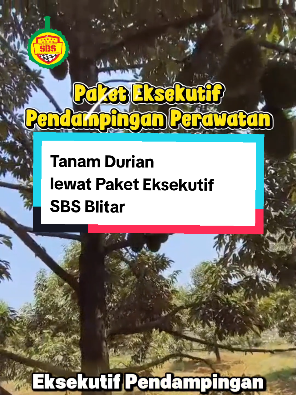 @Produksi Buah_SBS