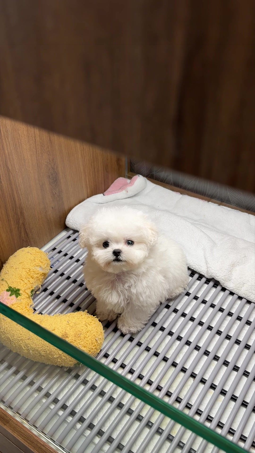 @JC Dog Republic