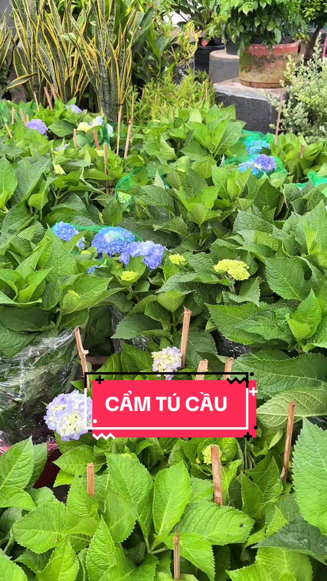 @Cây Xanh Phong Hồng