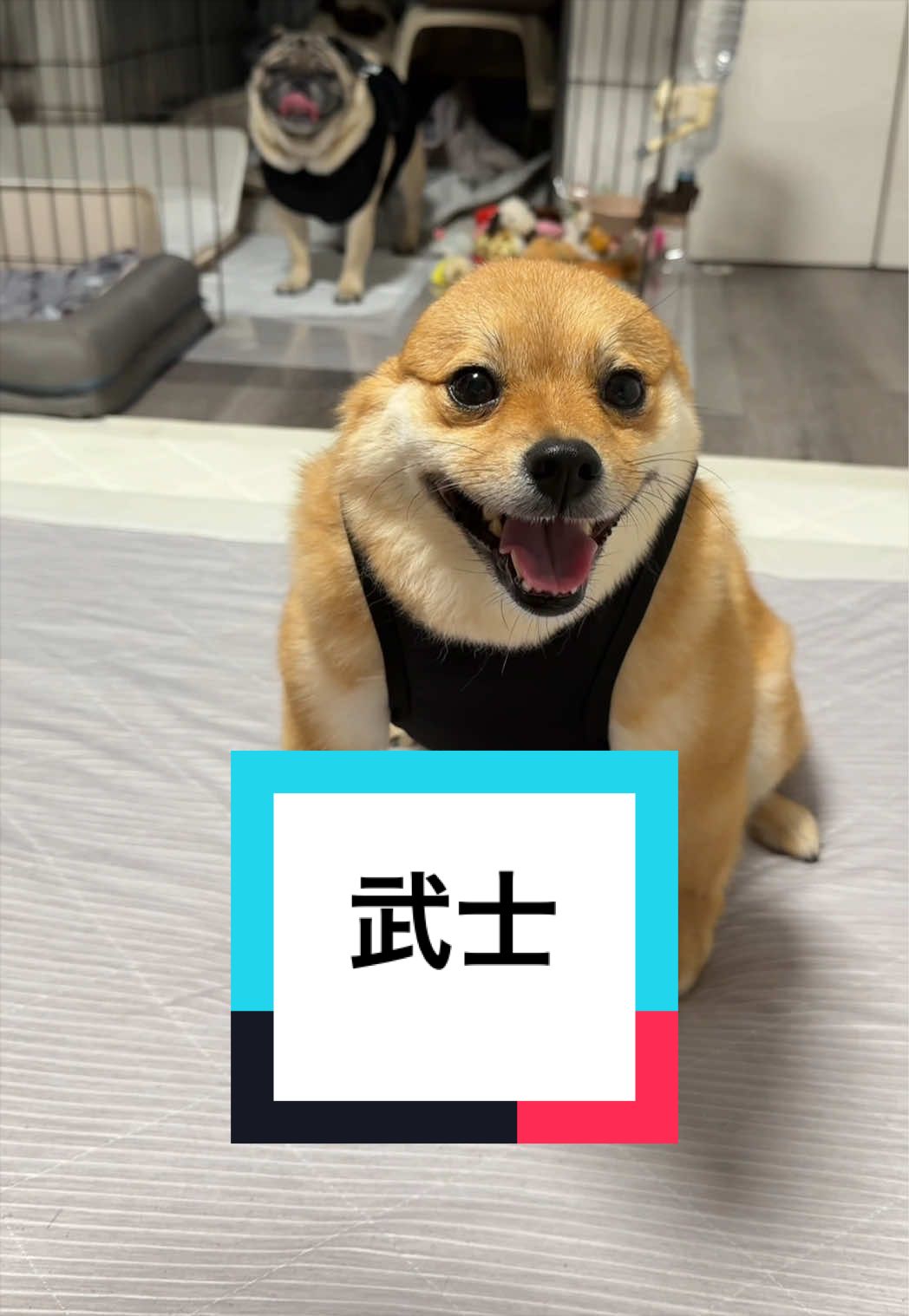 @9/28🎂おじ生誕祭🐶とん&ぺっぺこぺー🦊