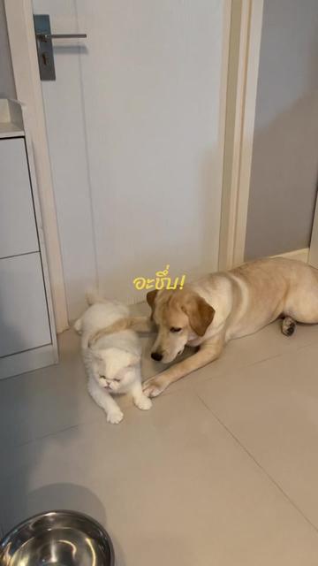 @Imsp