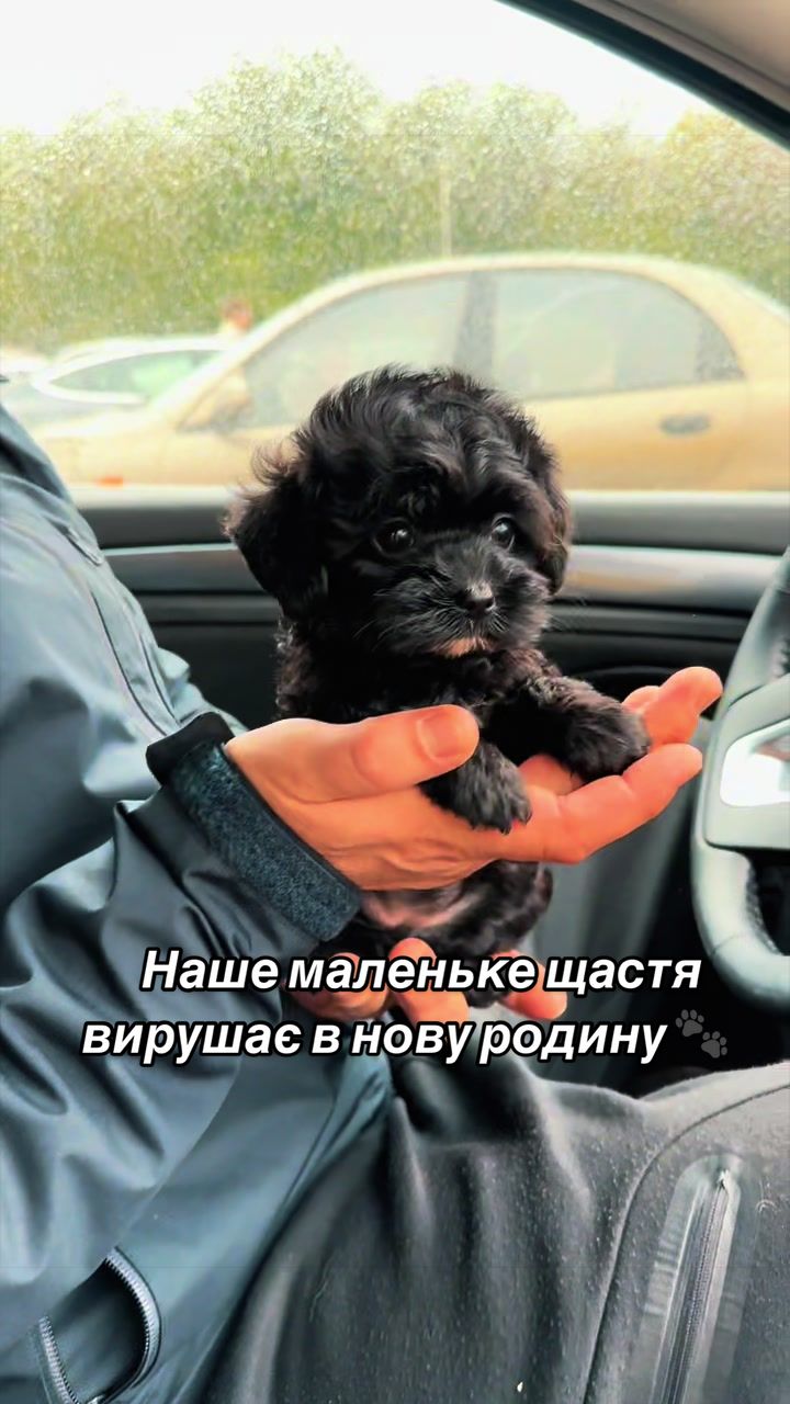 @toypoodlemaltipoo_puppie