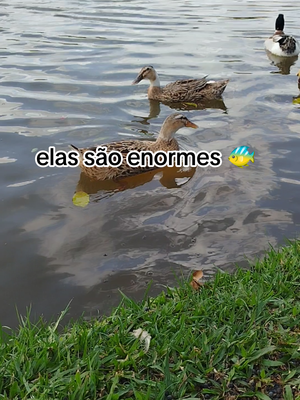 @Daya oficial