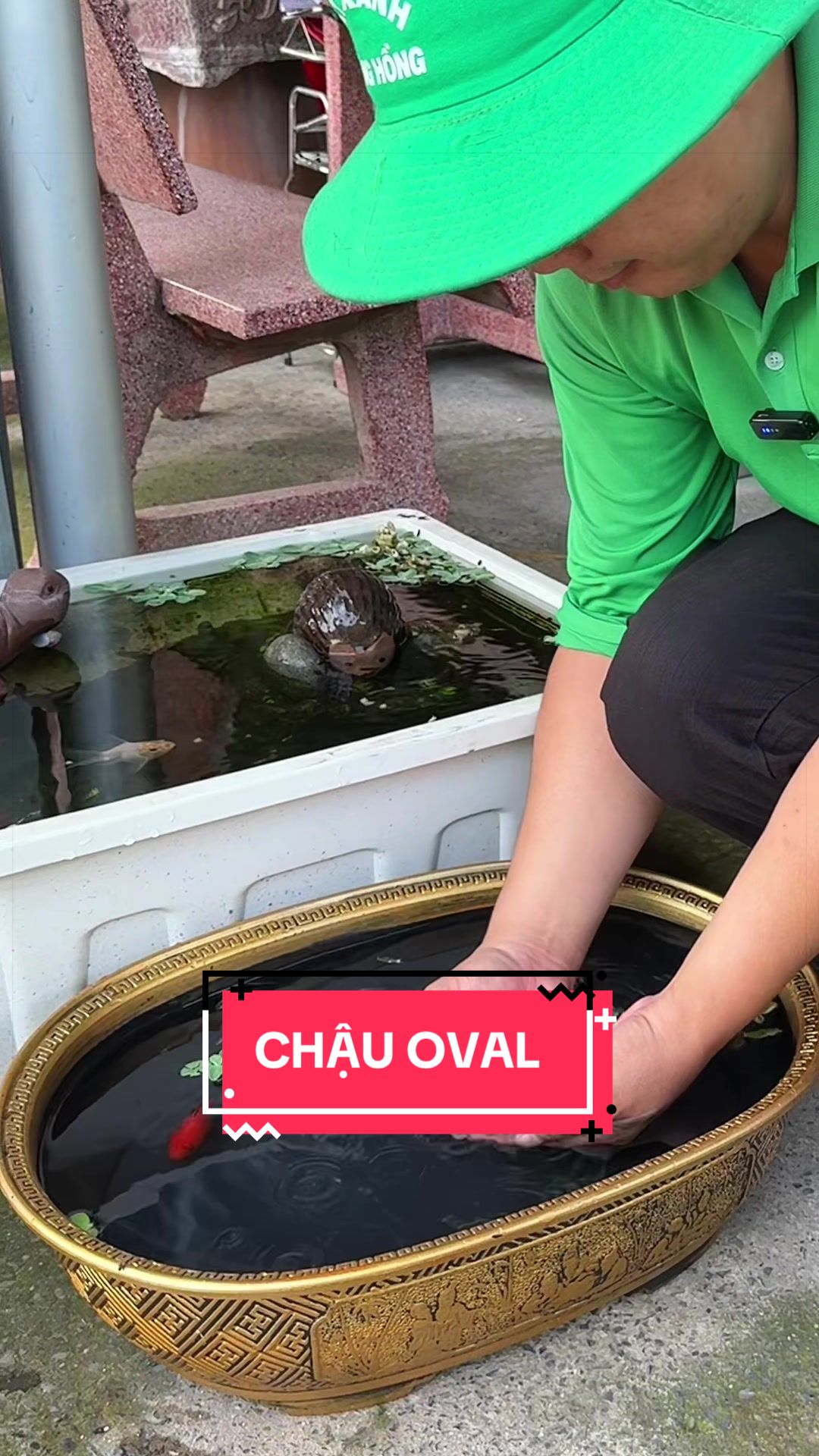 @Cây Xanh Phong Hồng