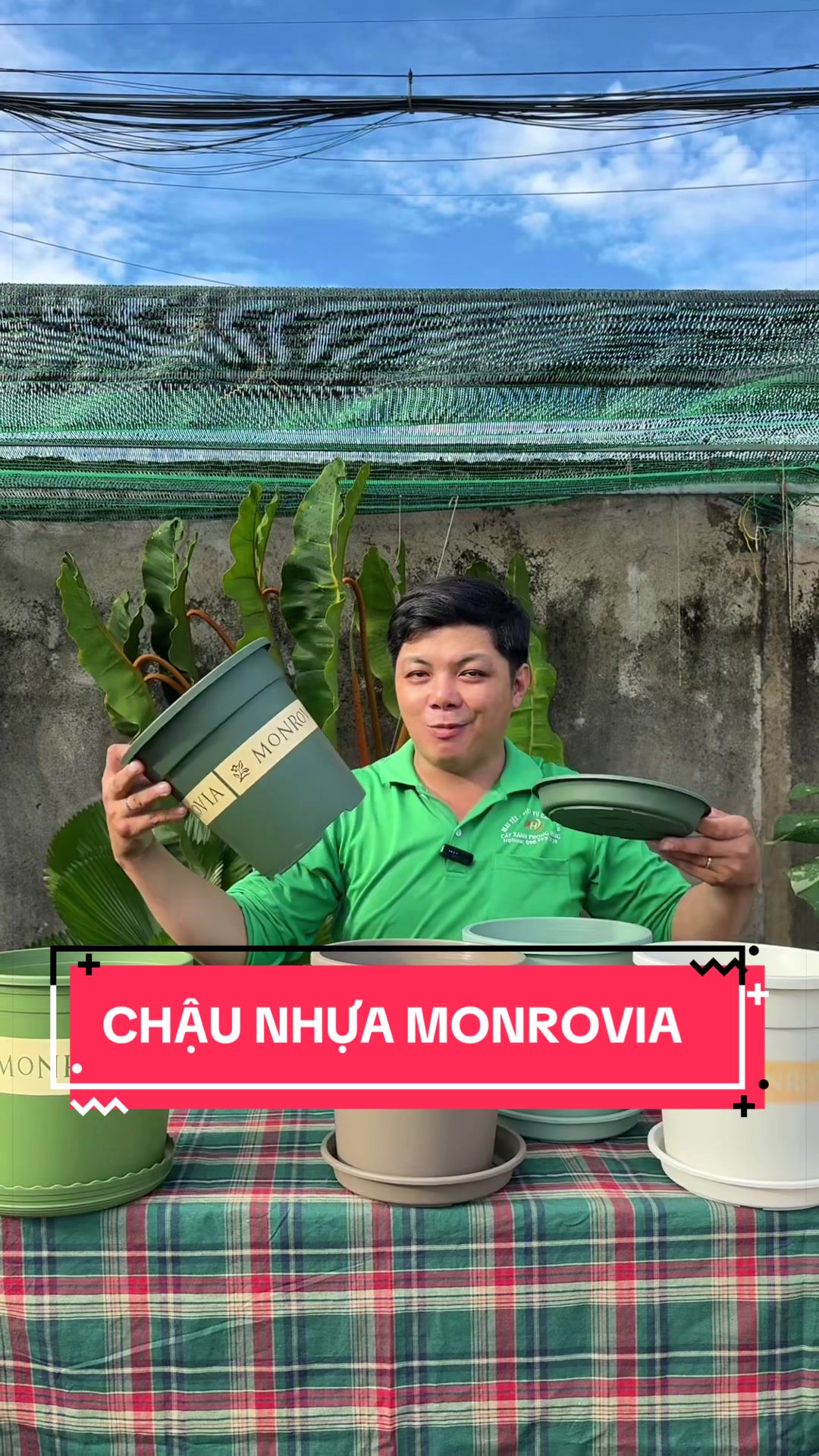 @C&acirc;y Xanh Phong Hồng
