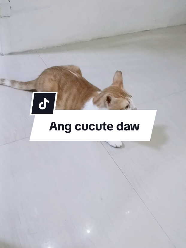@inday alicia