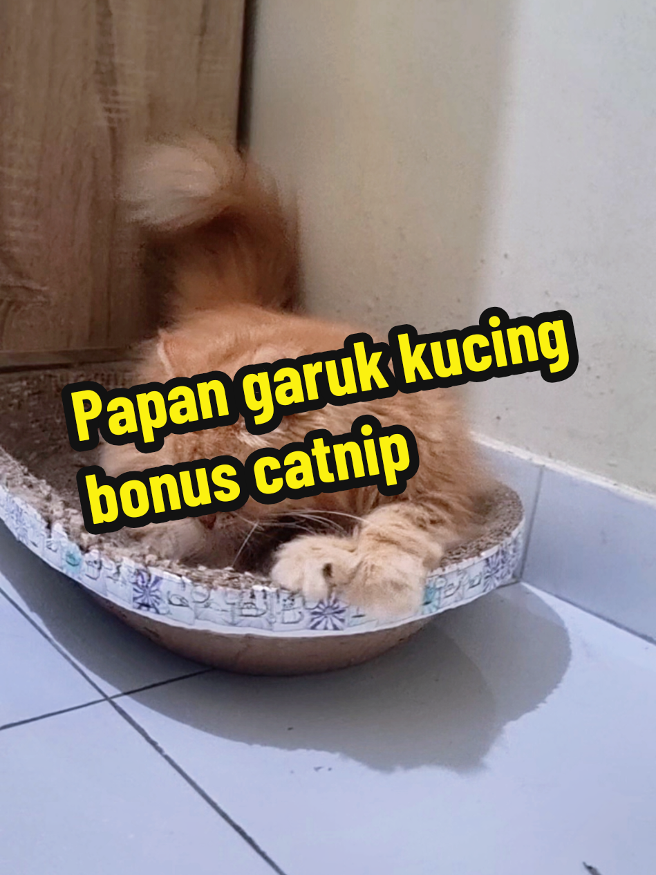@Chiki and Chiko