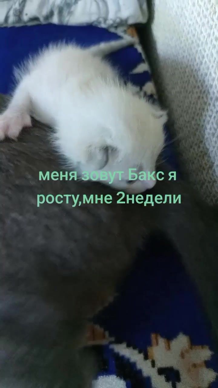 @св,.,с,....