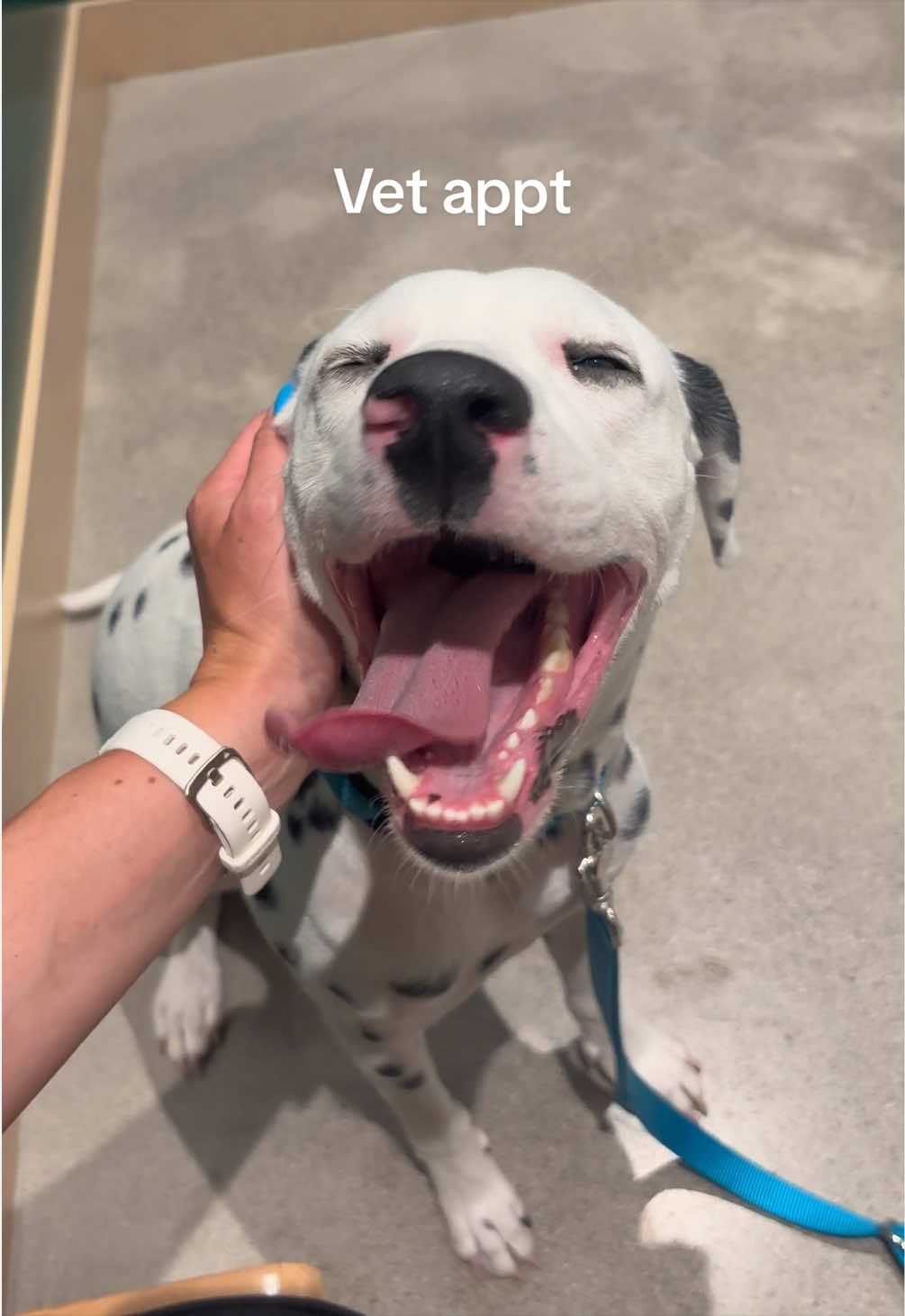 @Nevada the Dalmatian