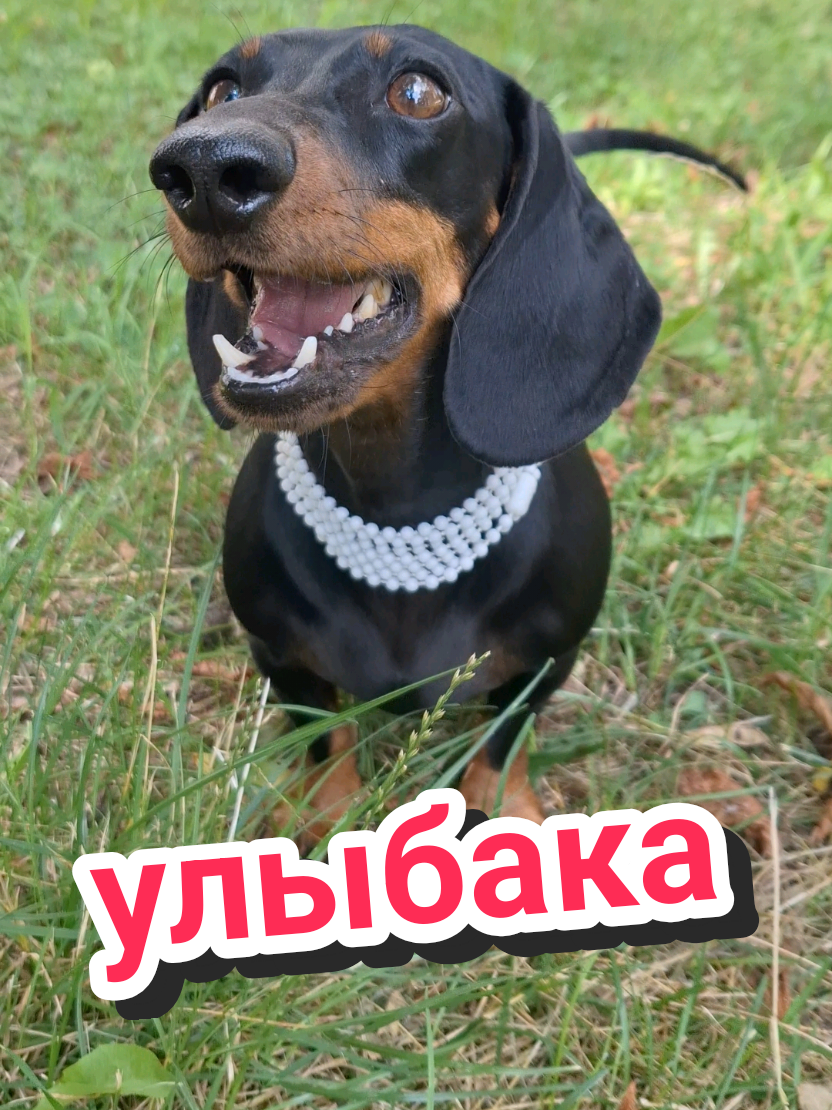 @ШПУЛЬКА. Весёлая такса!