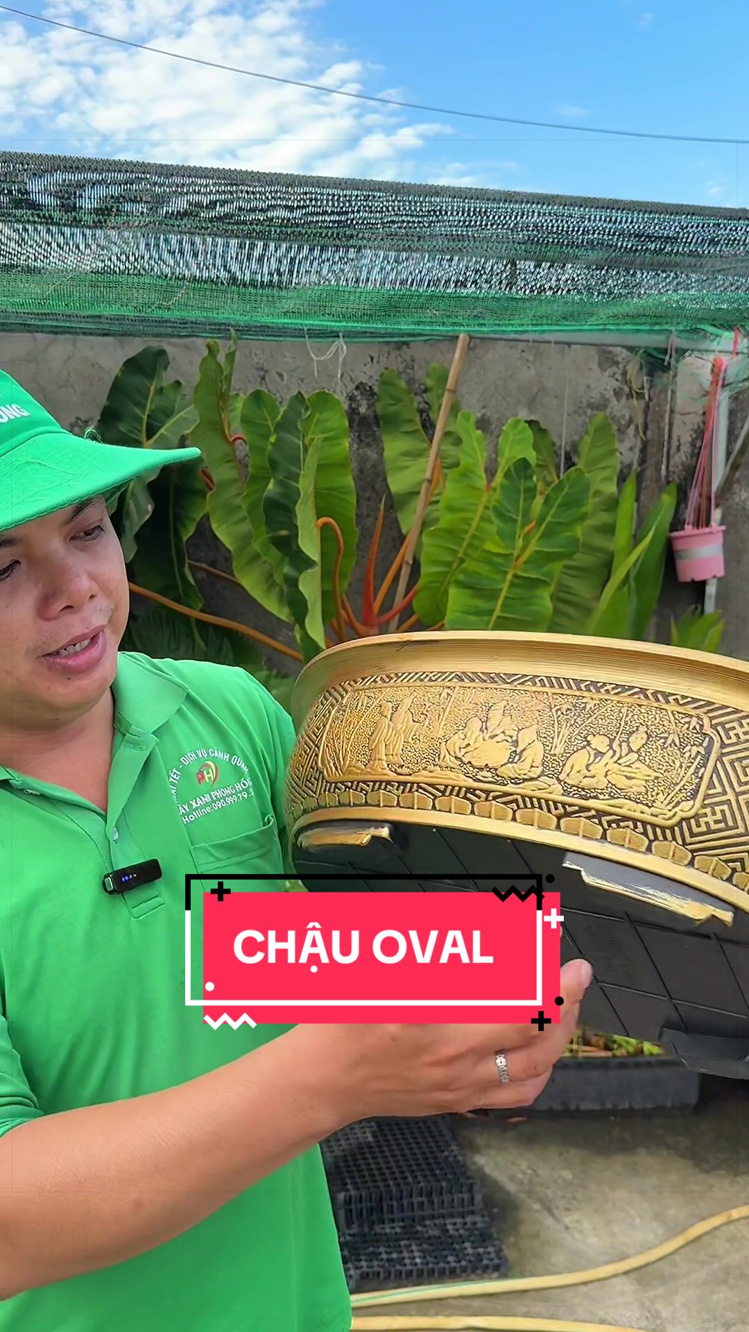 @Cây Xanh Phong Hồng