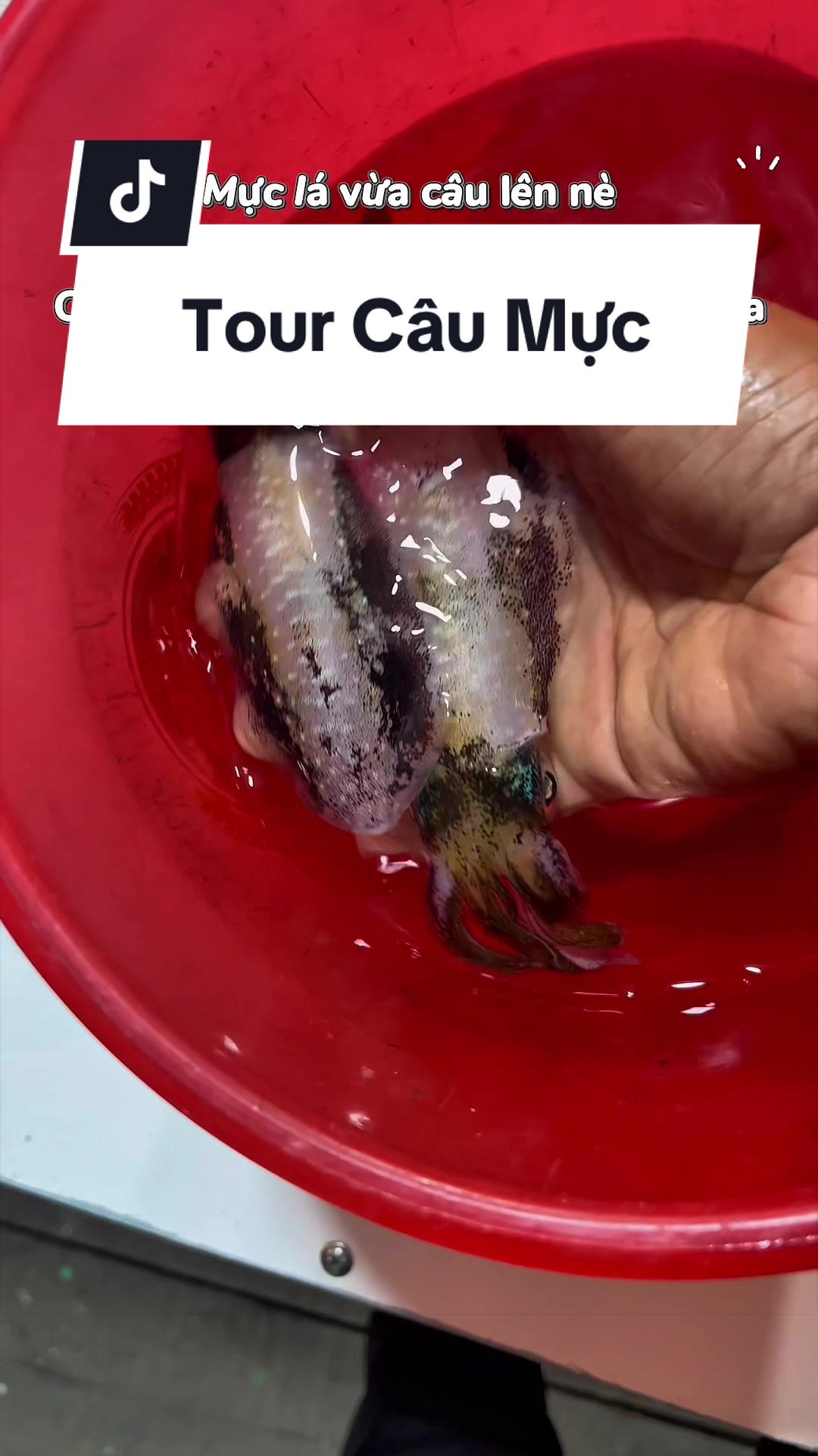 @Duy Tour C&acirc;u C&aacute; C&acirc;u Mực NTrang