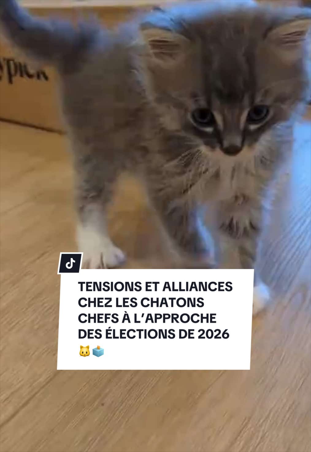 @Montreal SPCA