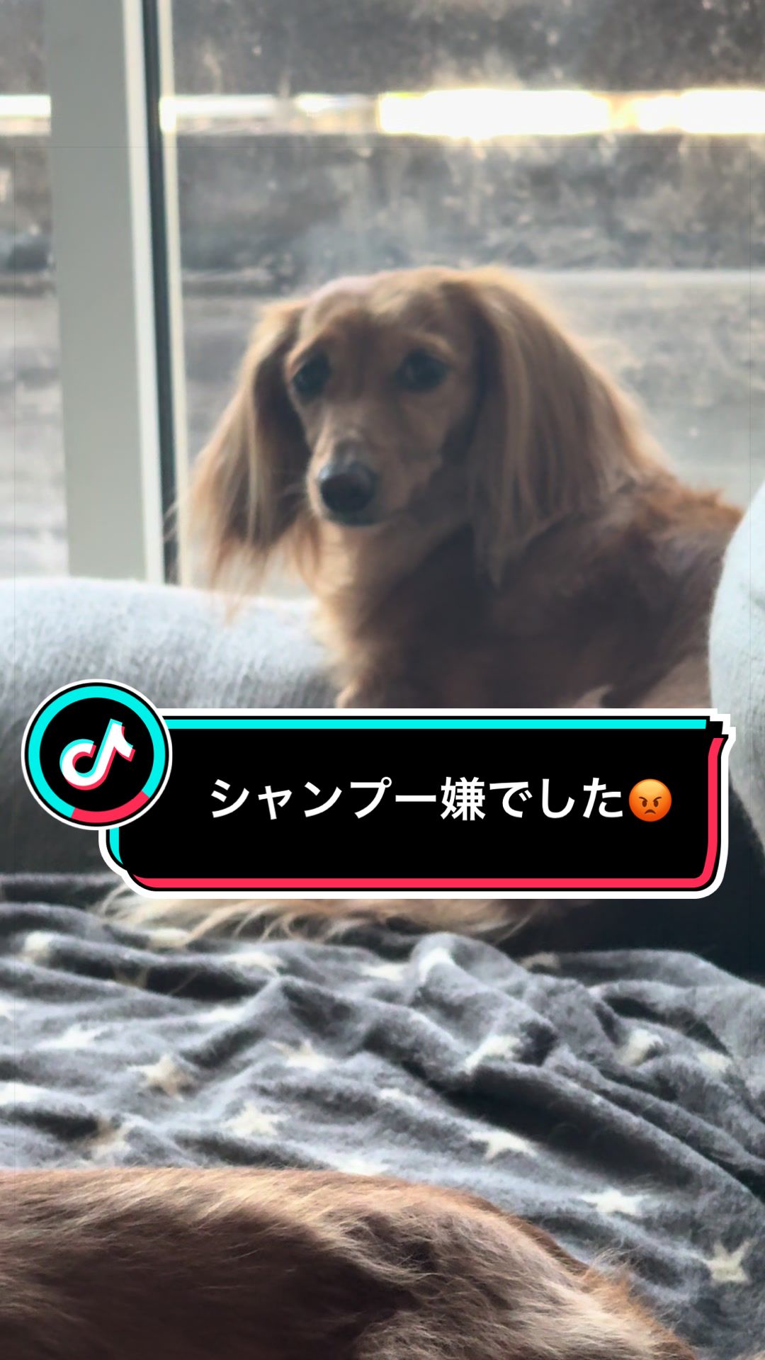 @ダックス愛好家(ワンワンパパ)