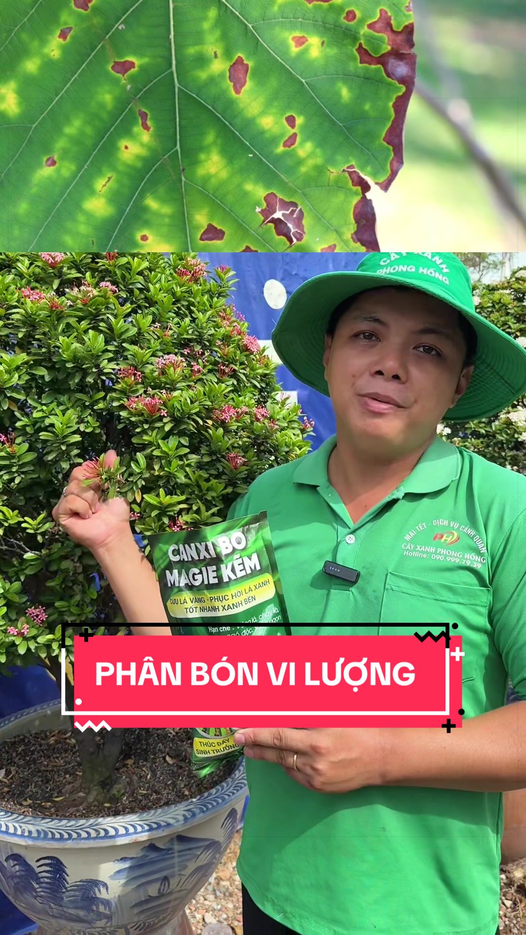 @C&acirc;y Xanh Phong Hồng