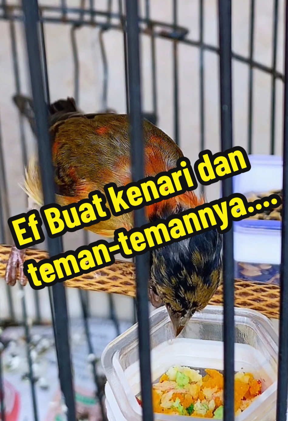 @GeDang Manuk