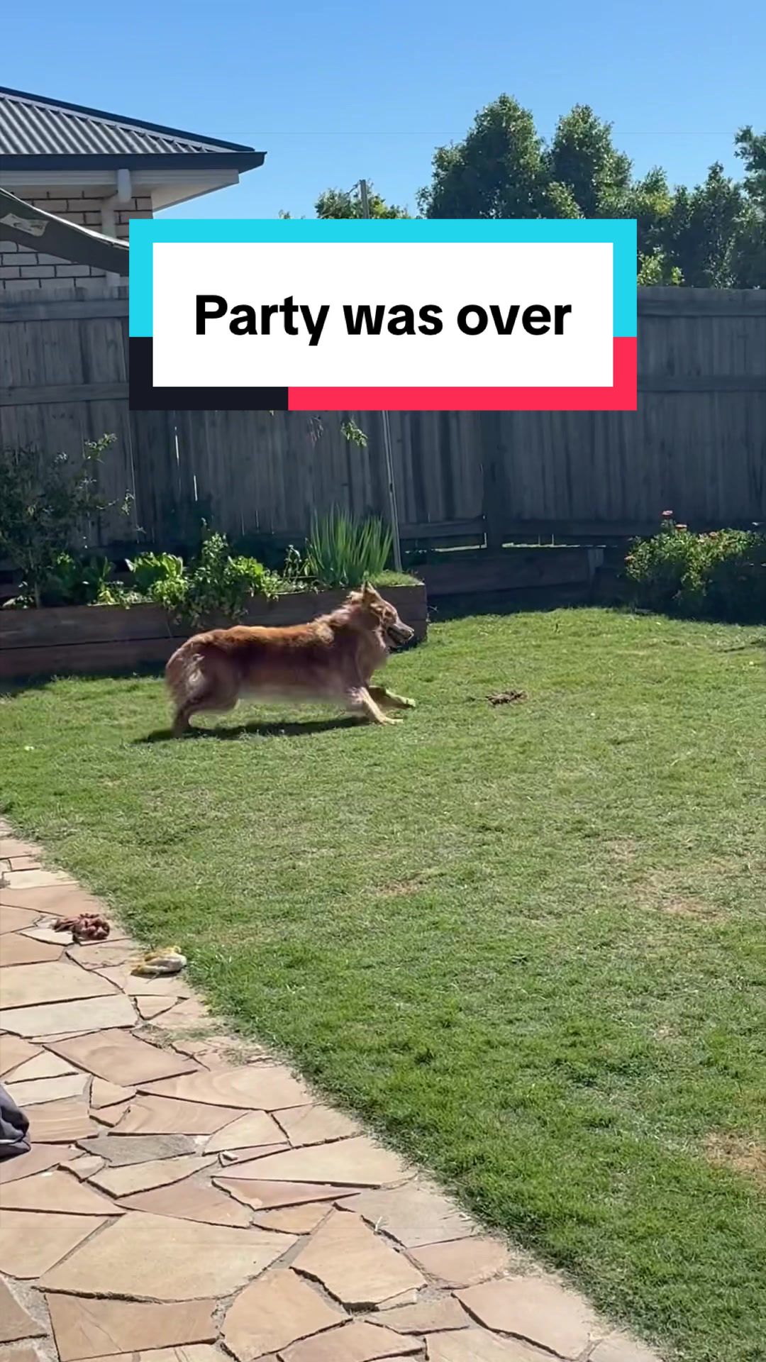 @3goldenretriever
