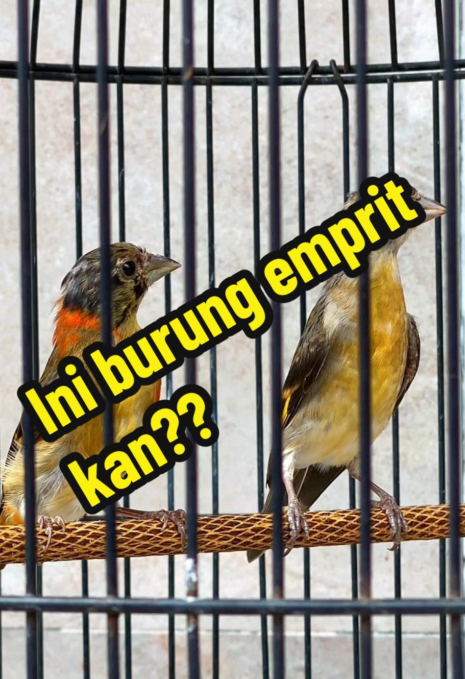 @GeDang Manuk