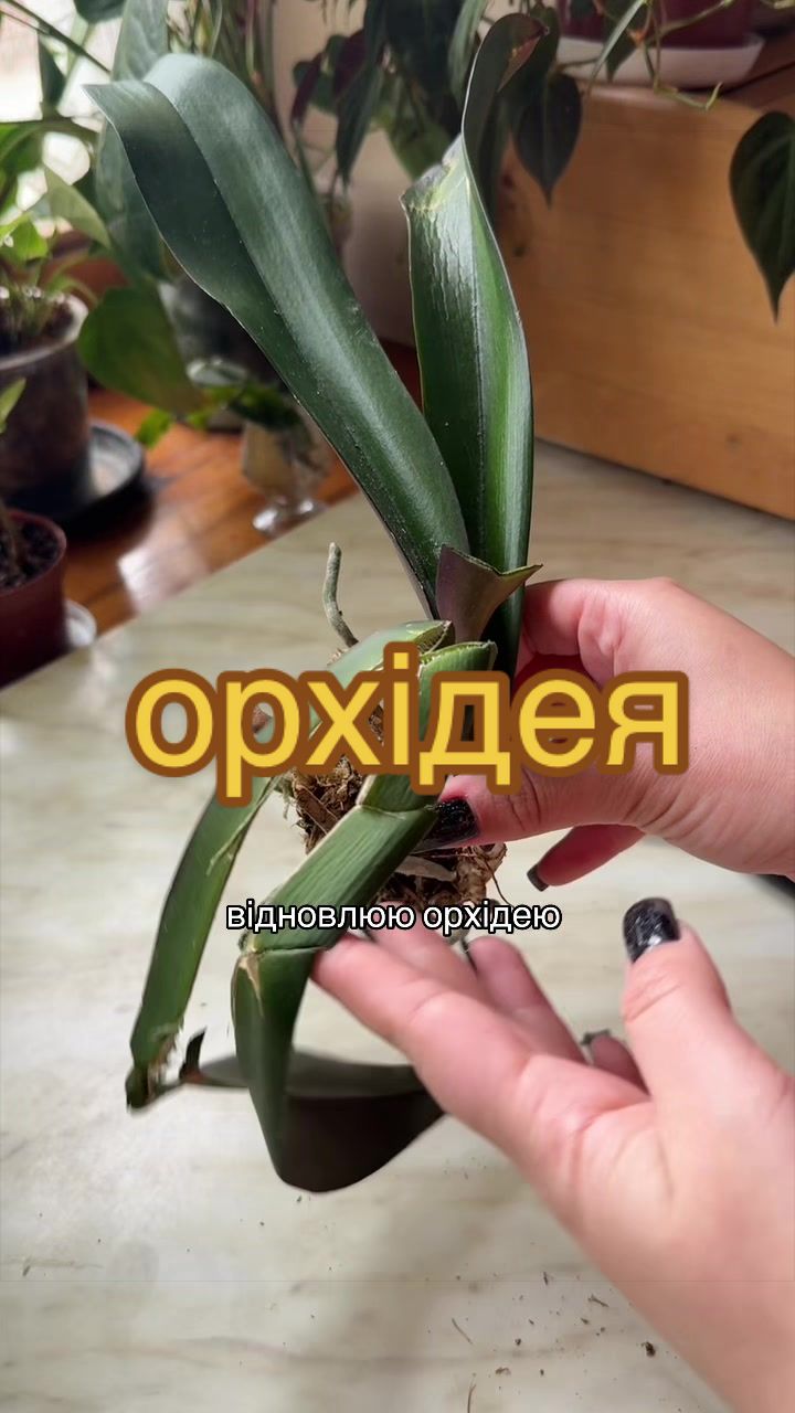@🧚леся🧚