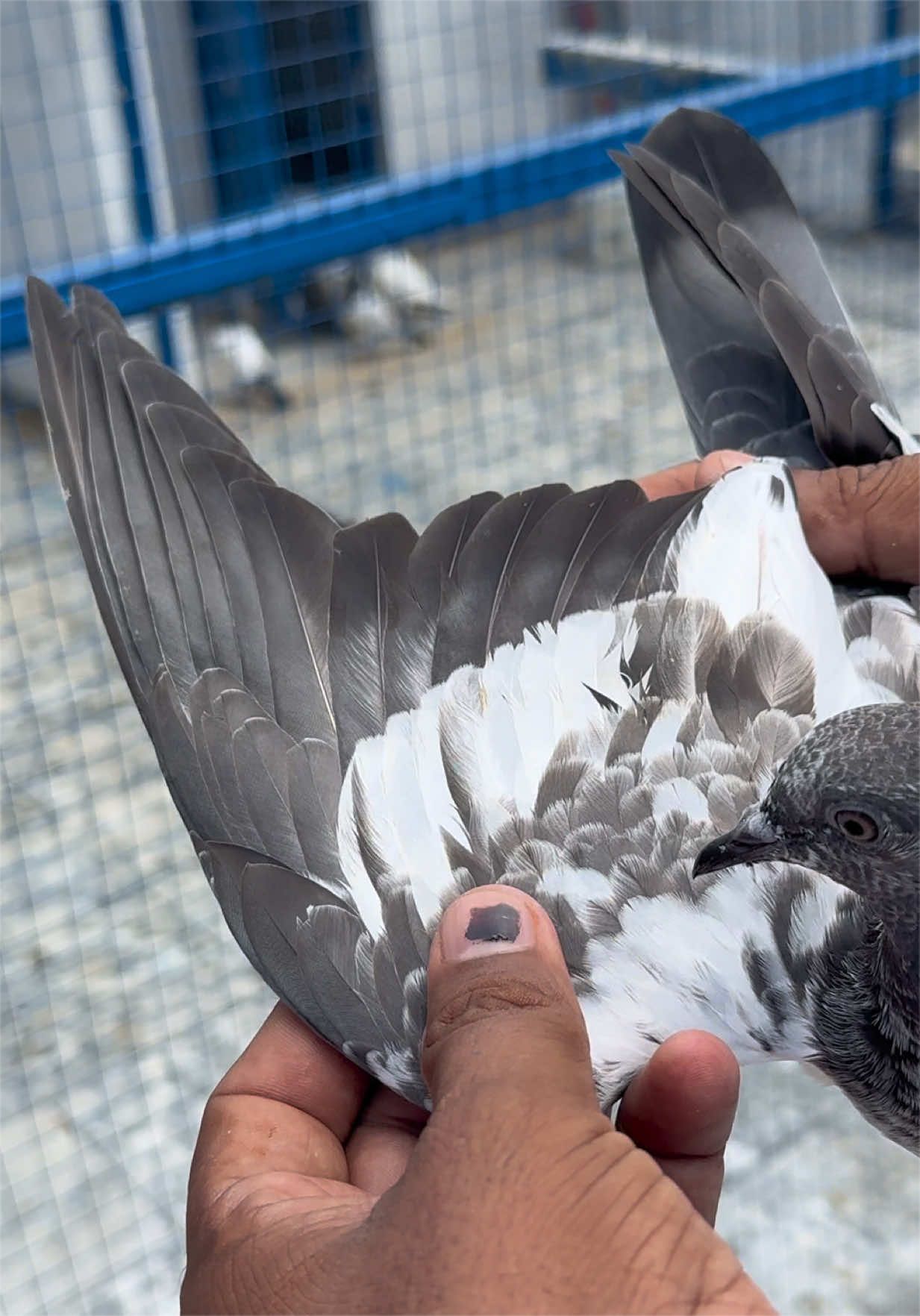 @Aero Pigeons Club