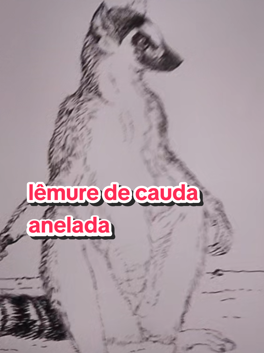 @Afonso Henrique