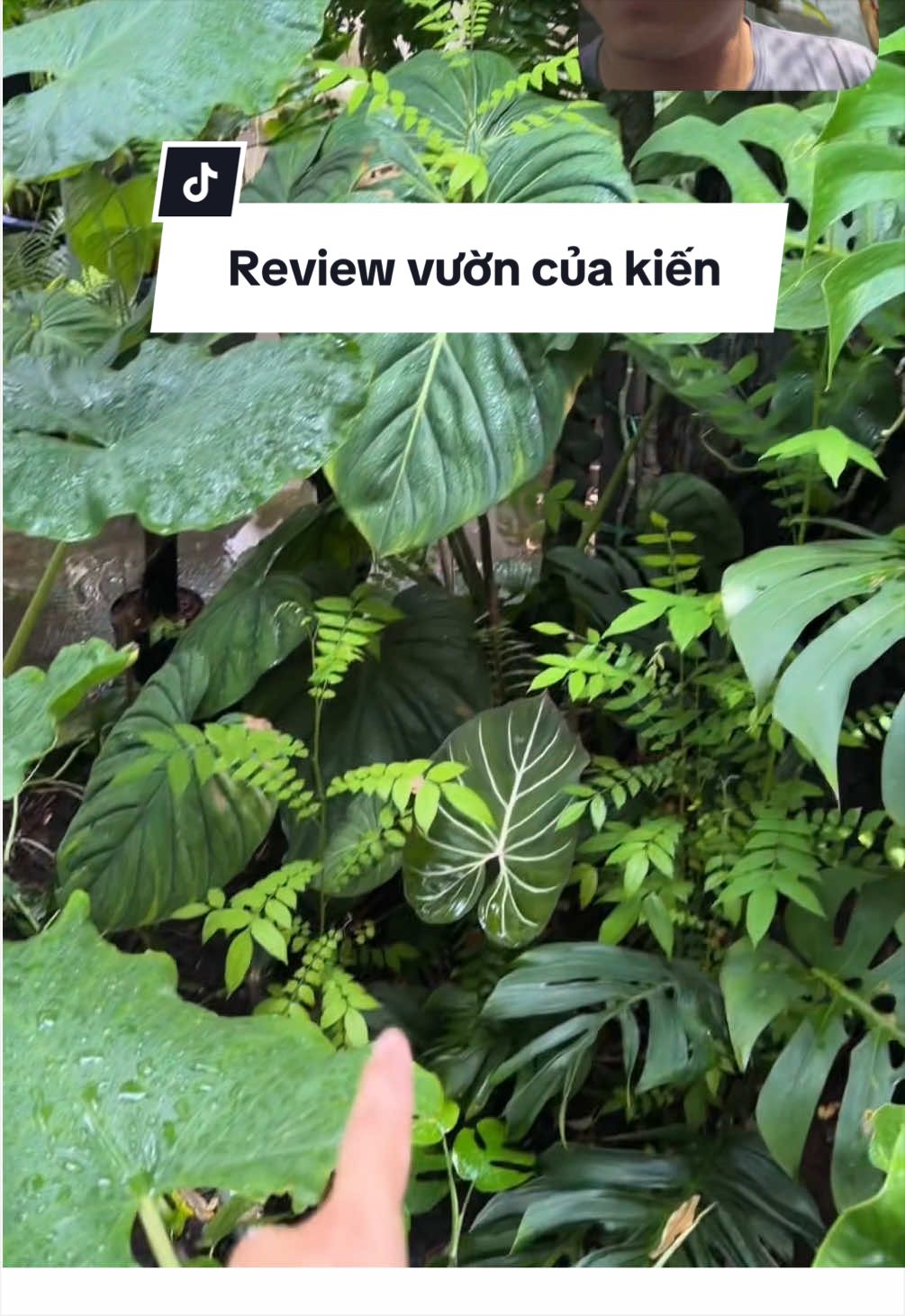 @Vuoncuakien