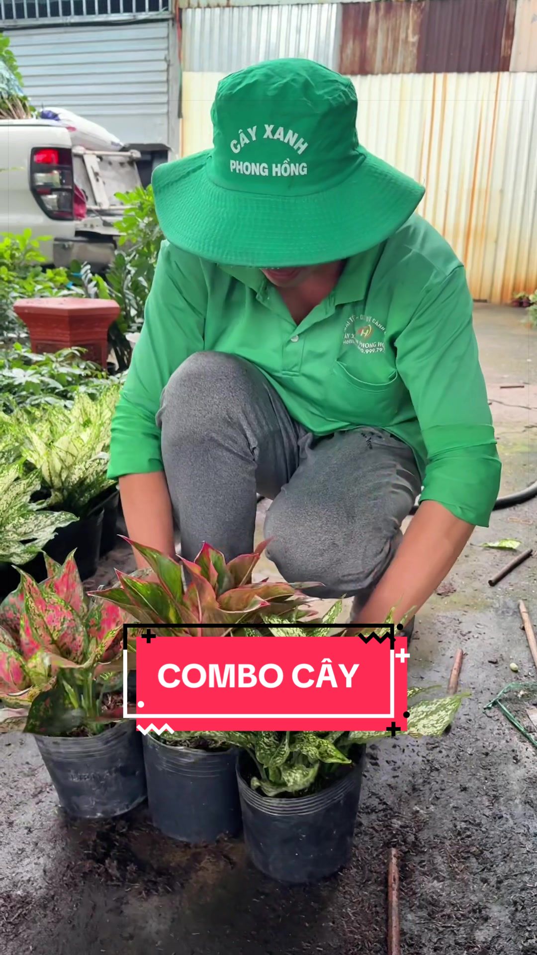 @Cây Xanh Phong Hồng