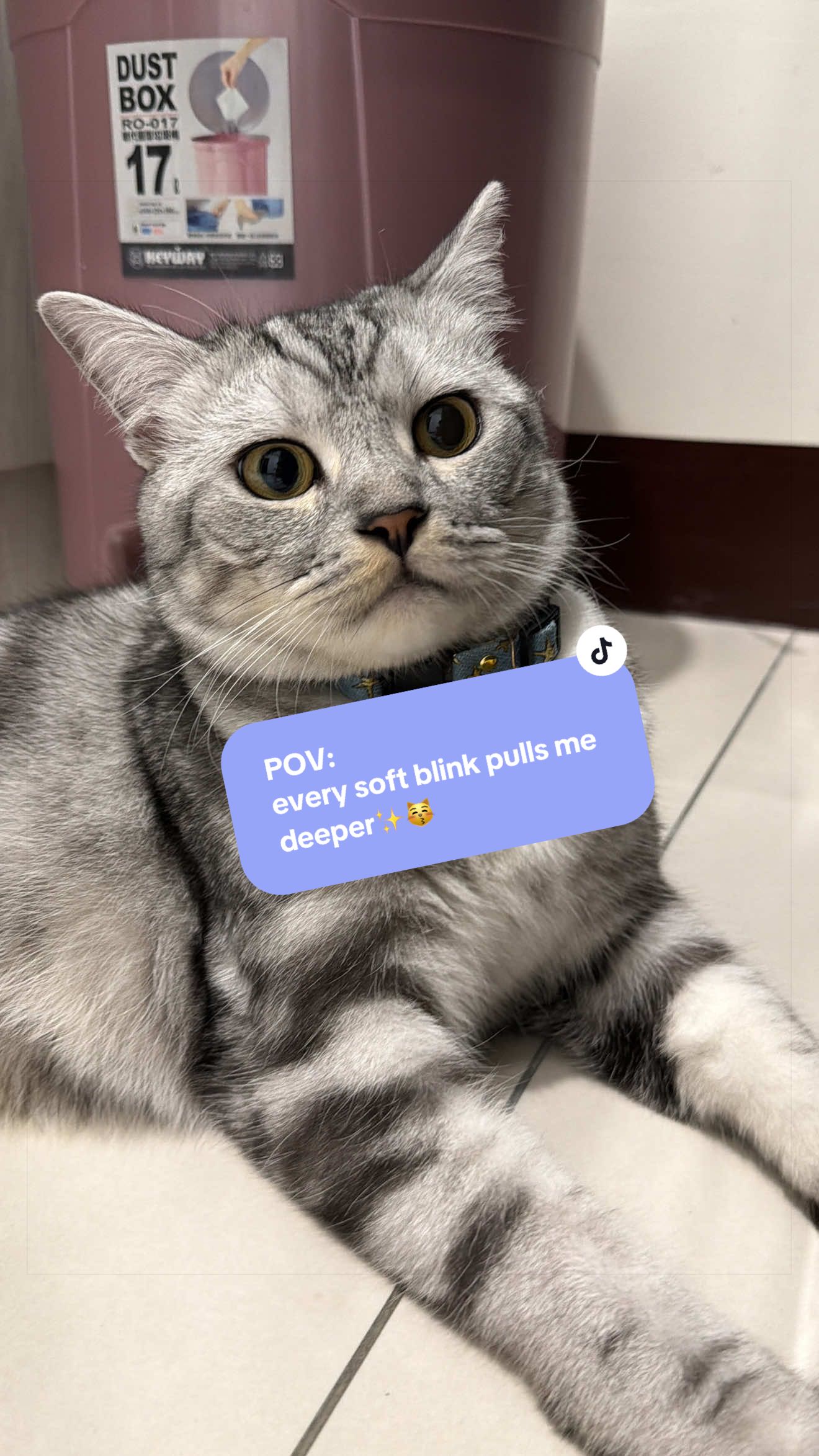 @SerenePaws🐰✨