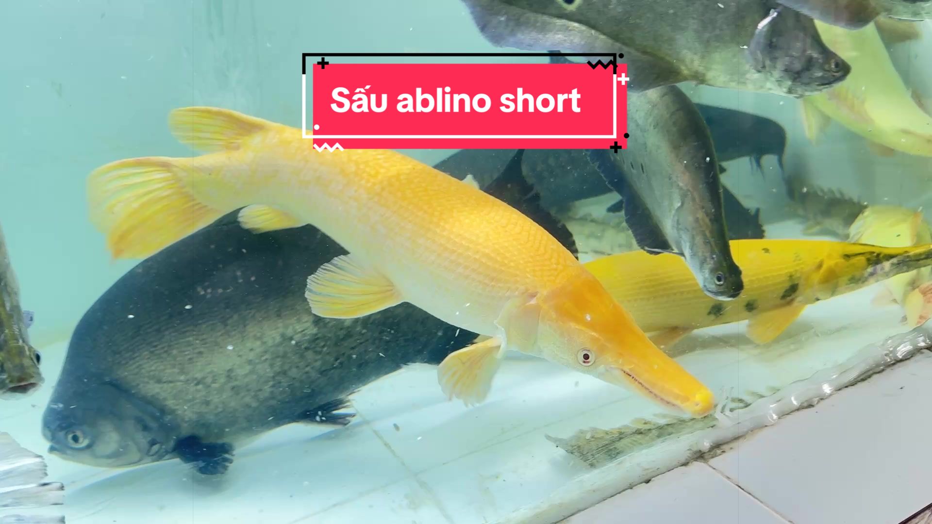 @Ph&aacute;t Đạt B&aacute;n C&aacute; 😎🐠🦈