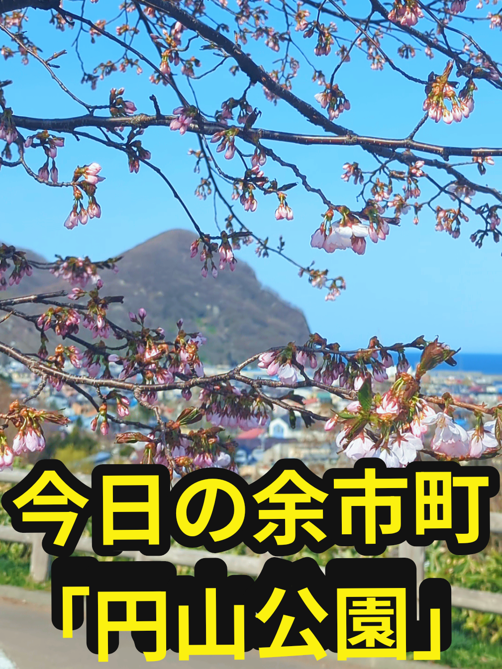 @U^ェ^U 小樽市に住む犬『まかろん』の飼い主