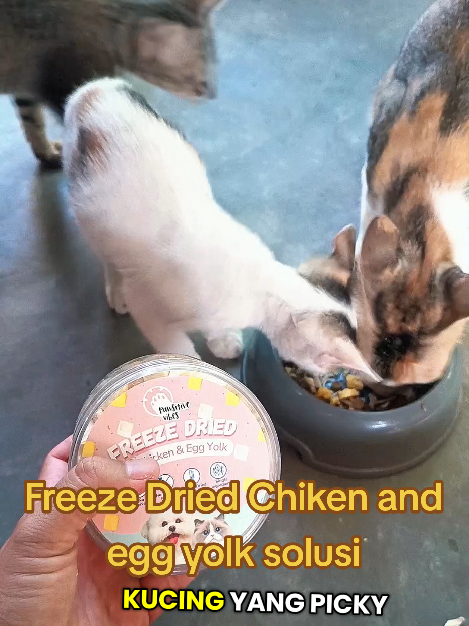 @Medayo Petcare