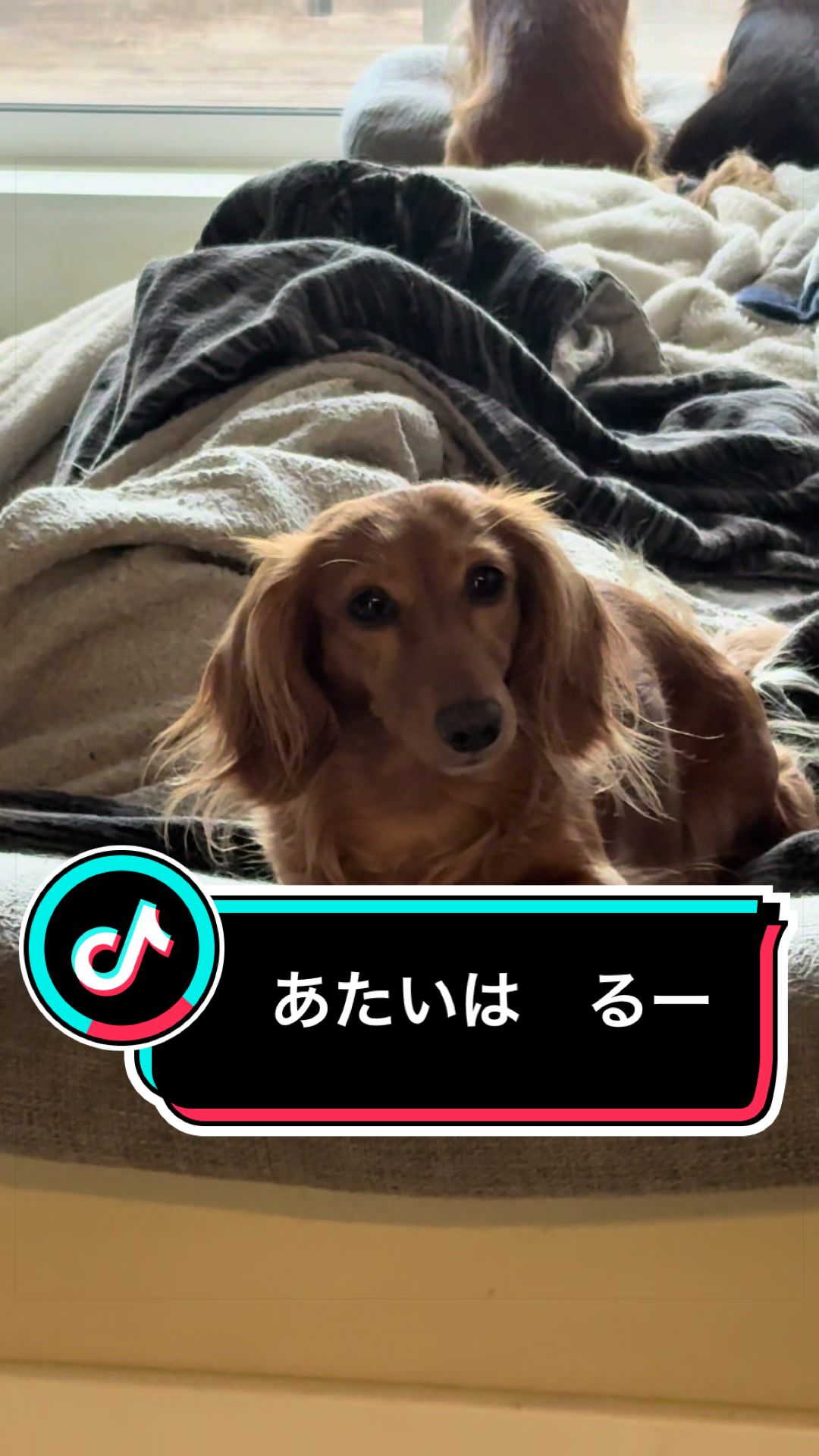 @ダックス愛好家(ワンワンパパ)