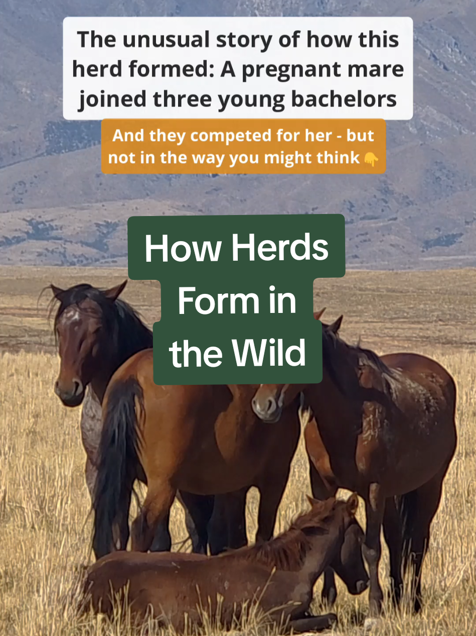 @Britta | Being Herd 🐎